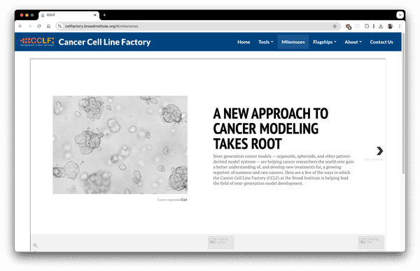CCLF | PATTERN