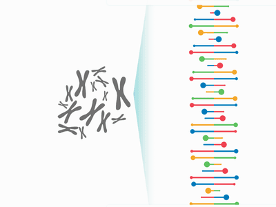 A visualization of chromosomes and DNA, which make up a genome.