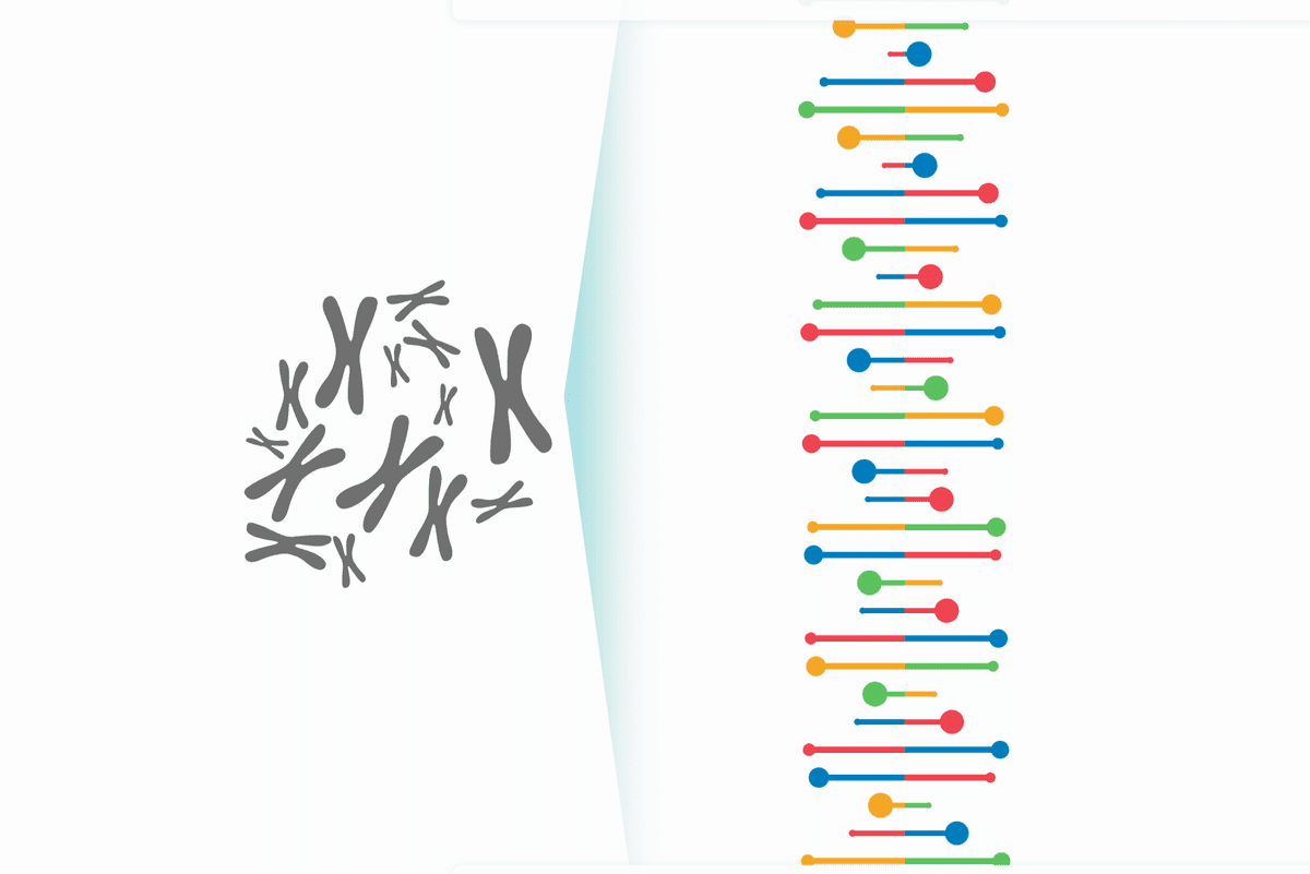 A visualization of chromosomes and DNA, which make up a genome.
